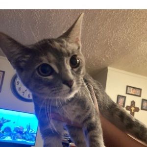 Meet your Posher, Jake